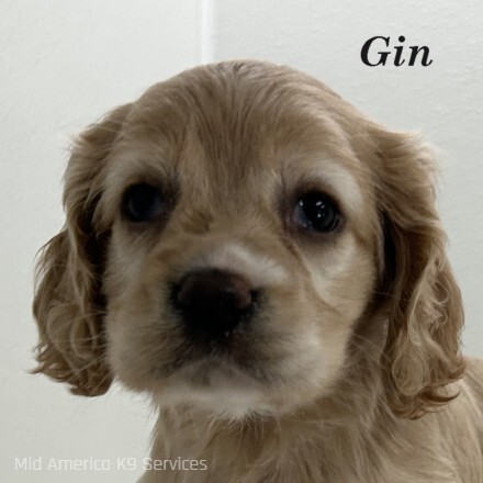 puppy, for, sale, Cocker Spaniel, Joe & Cherri  Overlease, dog, breeder, Miller, MO, dog-breeder, puppy-for-sale, forsale, nearby, find, puppyfind, locator, puppylocator, aca